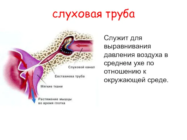 слуховая труба Служит для выравнивания давления воздуха в среднем ухе по отношению к окружающей среде.