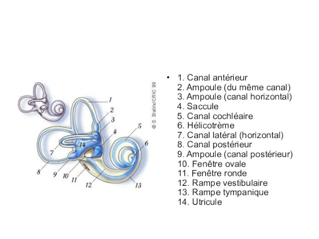 1. Canal antérieur 2. Ampoule (du même canal) 3. Ampoule