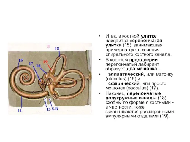 Итак, в костной улитке находится перепончатая улитка (15), занимающая примерно