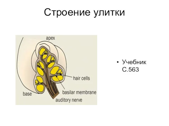 Строение улитки Учебник С.563