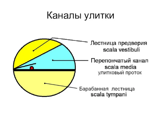 Каналы улитки