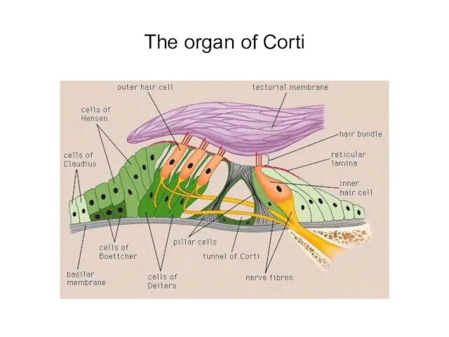 The organ of Corti