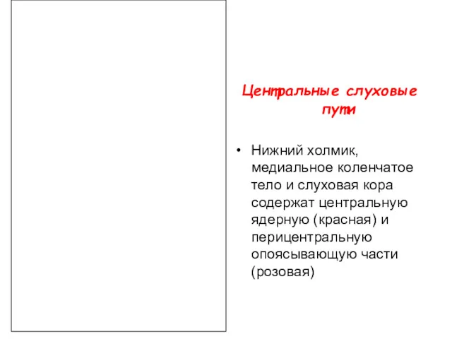 Центральные слуховые пути Нижний холмик, медиальное коленчатое тело и слуховая