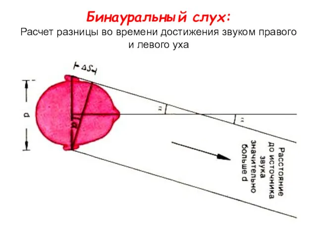 Бинауральный слух: Расчет разницы во времени достижения звуком правого и левого уха