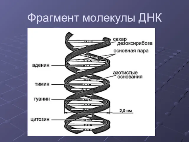 Фрагмент молекулы ДНК