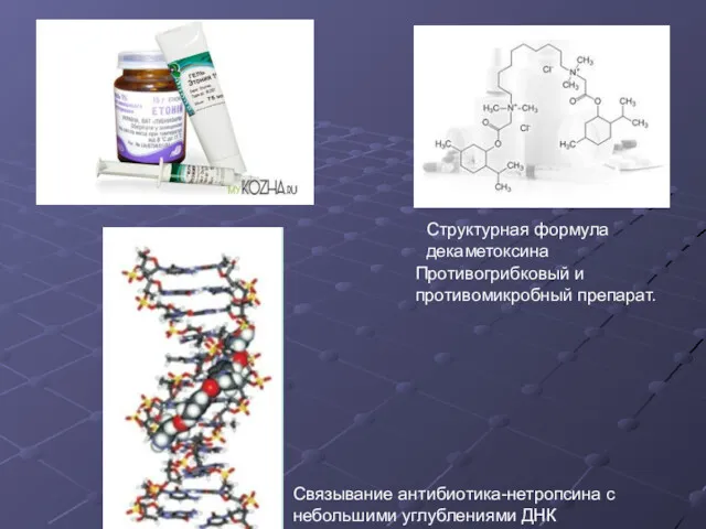 Структурная формула декаметоксина Связывание антибиотика-нетропсина с небольшими углублениями ДНК Противогрибковый и противомикробный препарат.