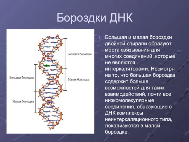 Бороздки ДНК Большая и малая бороздки двойной спирали образуют места