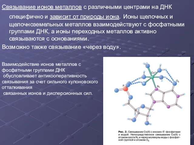 Связывание ионов металлов с различными центрами на ДНК специфично и