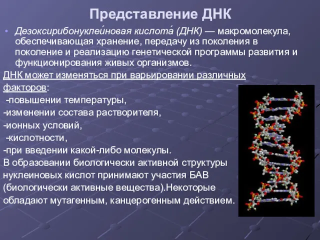 Представление ДНК Дезоксирибонуклеи́новая кислота́ (ДНК) — макромолекула, обеспечивающая хранение, передачу