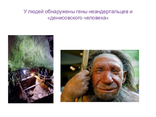 У людей обнаружены гены неандертальцев и «денисовского человека»