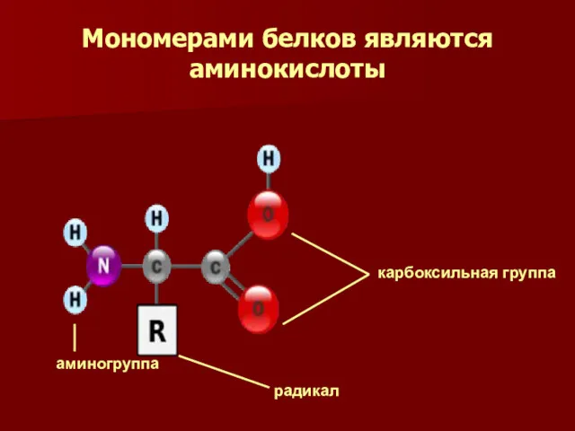 Мономерами белков являются аминокислоты карбоксильная группа радикал аминогруппа
