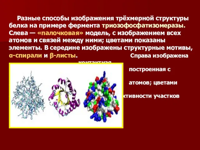 Разные способы изображения трёхмерной структуры белка на примере фермента триозофосфатизомеразы.