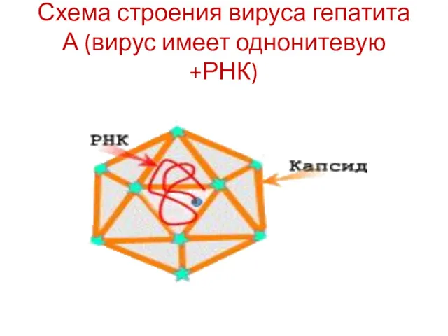Схема строения вируса гепатита А (вирус имеет однонитевую +РНК)