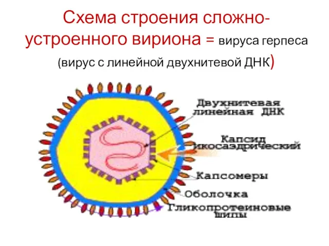 Схема строения сложно-устроенного вириона = вируса герпеса (вирус с линейной двухнитевой ДНК)