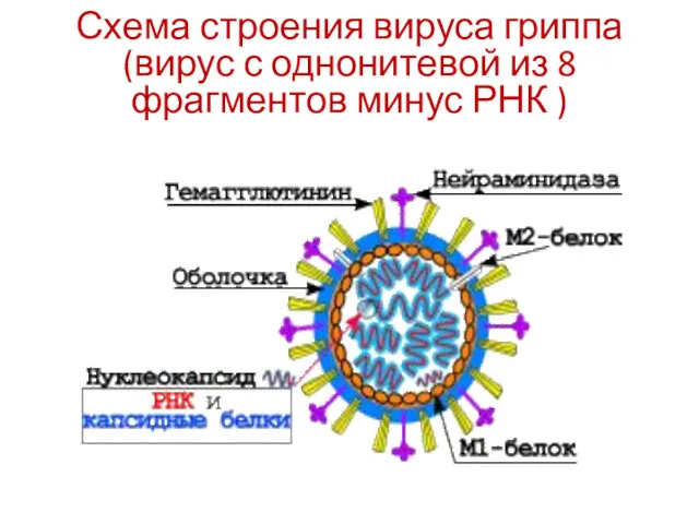 Схема строения вируса гриппа (вирус с однонитевой из 8 фрагментов минус РНК )