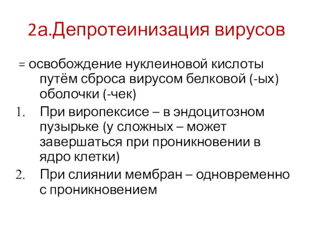 2а.Депротеинизация вирусов = освобождение нуклеиновой кислоты путём сброса вирусом белковой