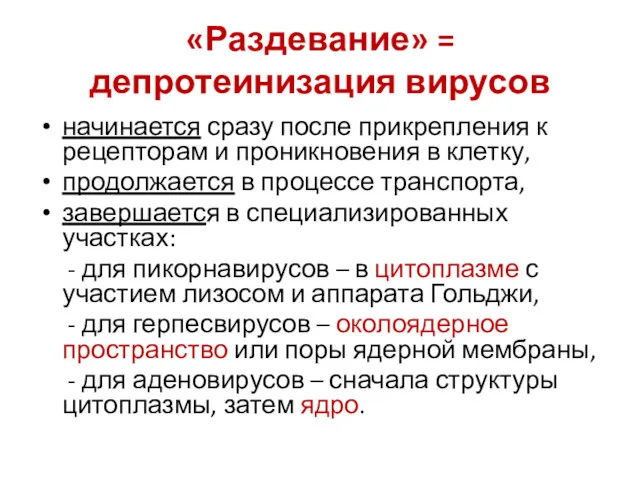 «Раздевание» = депротеинизация вирусов начинается сразу после прикрепления к рецепторам