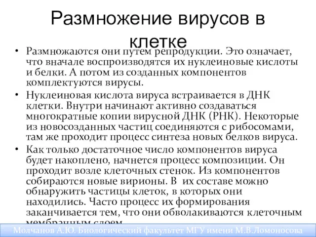 Размножение вирусов в клетке Размножаются они путем репродукции. Это означает,