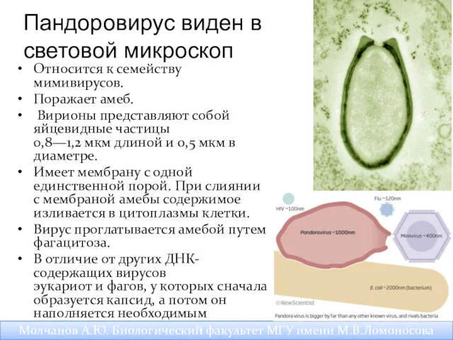 Пандоровирус виден в световой микроскоп Относится к семейству мимивирусов. Поражает