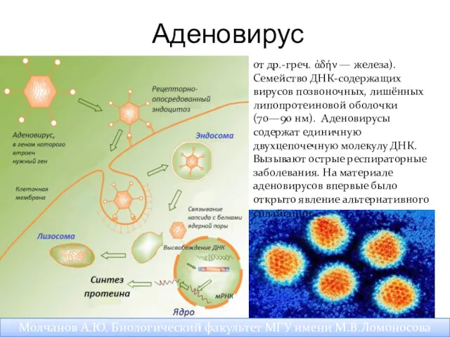 Аденовирус Молчанов А.Ю. Биологический факультет МГУ имени М.В.Ломоносова от др.-греч.