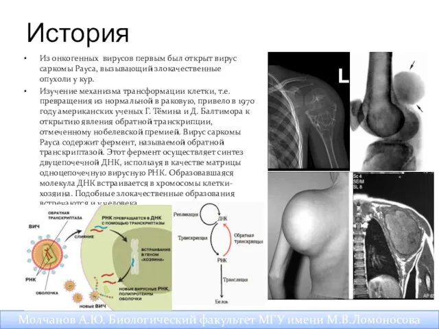 История Из онкогенных вирусов первым был открыт вирус саркомы Рауса,