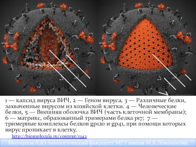 1 — капсид вируса ВИЧ, 2 — Геном вируса, 3