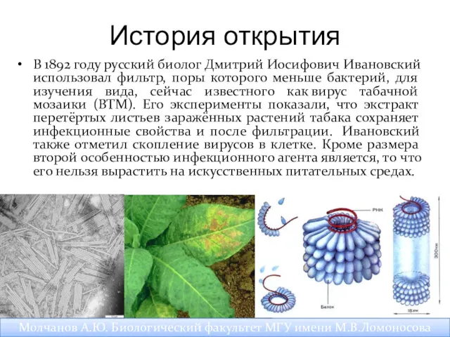 История открытия В 1892 году русский биолог Дмитрий Иосифович Ивановский