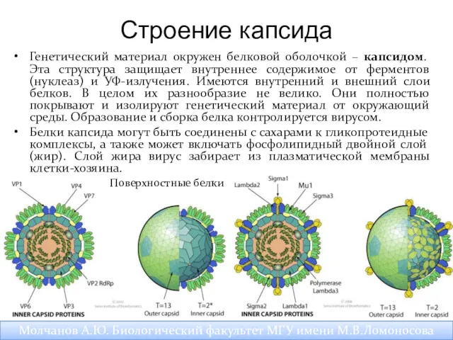 Строение капсида Генетический материал окружен белковой оболочкой – капсидом. Эта