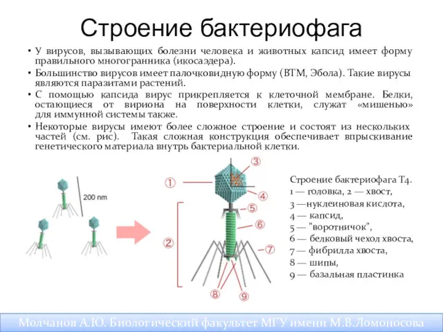 БАКТЕРИОФАГ У вирусов, вызывающих болезни человека и животных капсид имеет