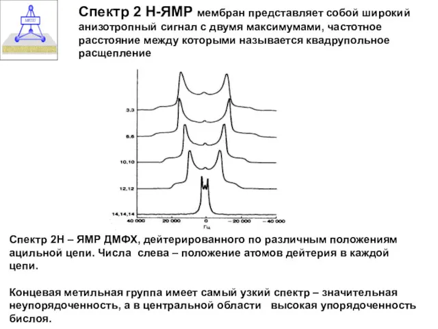 Спектр 2 Н-ЯМР мембран представляет собой широкий анизотропный сигнал с двумя максимумами, частотное