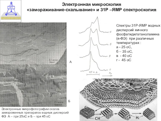 Электронная микроскопия «замораживание-скалывание» и 31Р –ЯМР спектроскопия Спектры 31Р-ЯМР водных дисперсий яичного фосфатидилэтаноламина