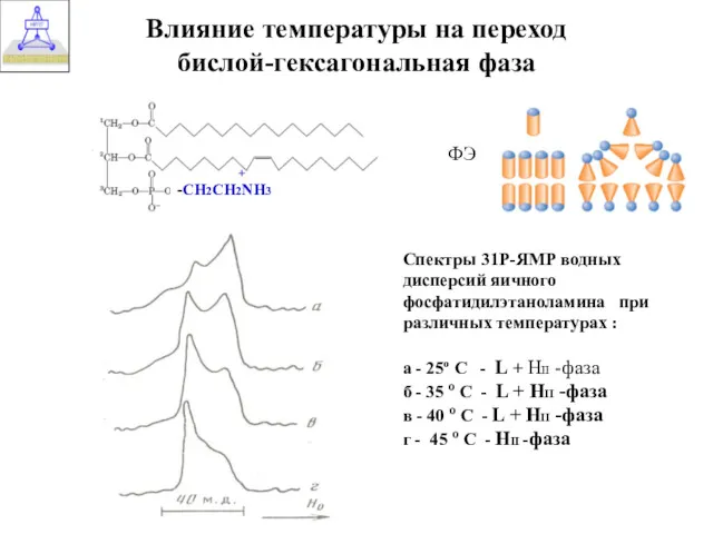 Спектры 31Р-ЯМР водных дисперсий яичного фосфатидилэтаноламина при различных температурах : а - 25º