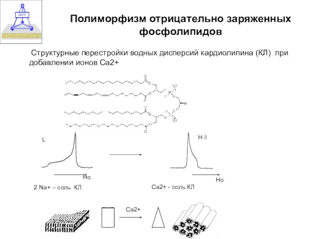Полиморфизм отрицательно заряженных фосфолипидов Структурные перестройки водных дисперсий кардиолипина (КЛ) при добавлении ионов