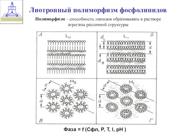 Лиотропный полиморфизм фосфолипидов Полиморфизм – способность липидов образовывать в растворе агрегаты различной структуры