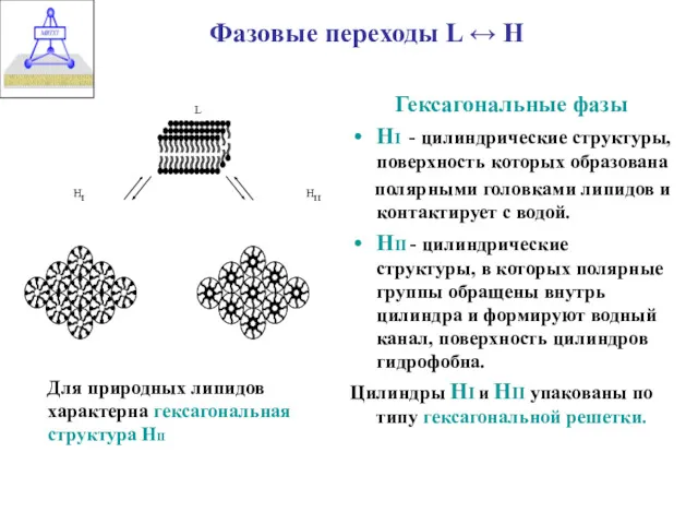 Фазовые переходы L ↔ H Гексагональные фазы НI - цилиндрические структуры, поверхность которых