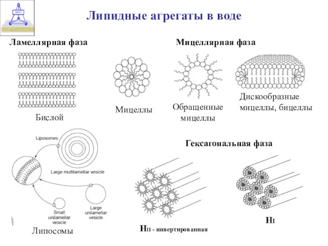Липидные агрегаты в воде Бислой Мицеллярная фаза Обращенные мицеллы Дискообразные мицеллы, бицеллы Мицеллы