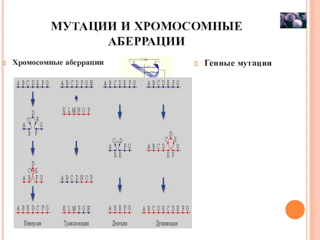 МУТАЦИИ И ХРОМОСОМНЫЕ АБЕРРАЦИИ Хромосомные аберрации Генные мутации