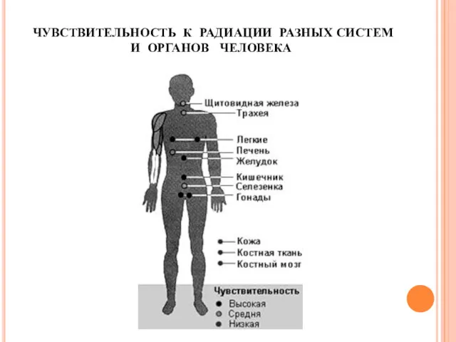 ЧУВСТВИТЕЛЬНОСТЬ К РАДИАЦИИ РАЗНЫХ СИСТЕМ И ОРГАНОВ ЧЕЛОВЕКА