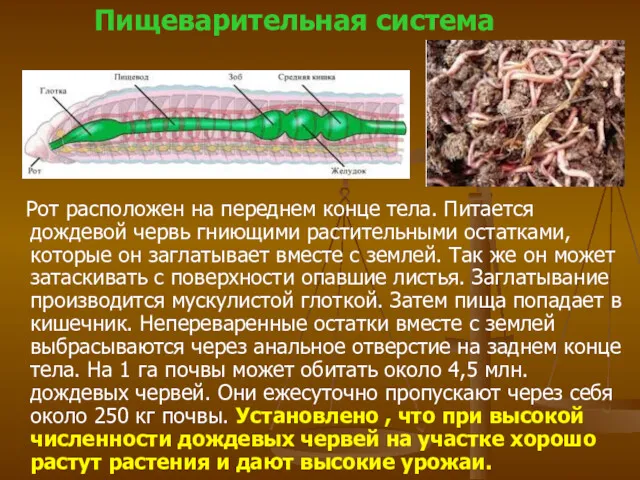 Рот расположен на переднем конце тела. Питается дождевой червь гниющими