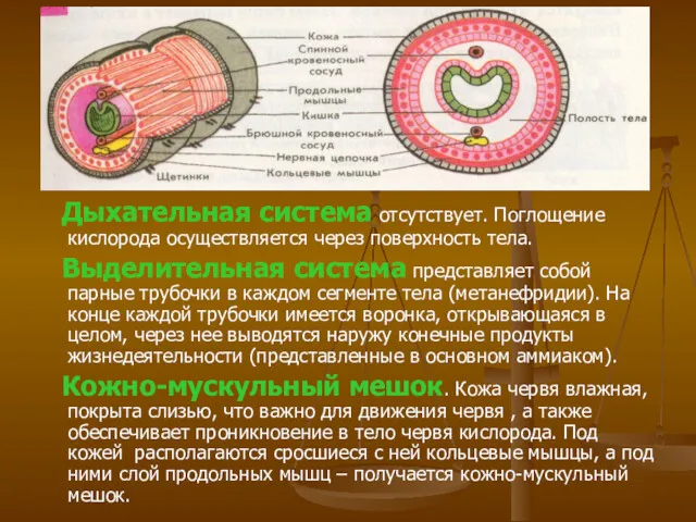 Дыхательная система отсутствует. Поглощение кислорода осуществляется через поверхность тела. Выделительная