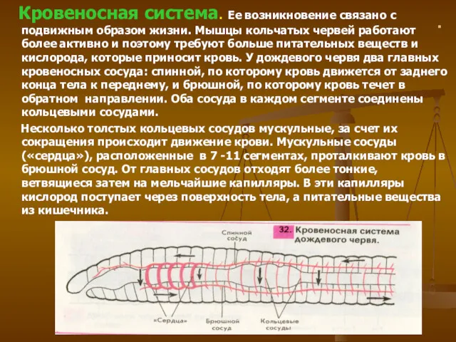 . Кровеносная система. Ее возникновение связано с подвижным образом жизни.