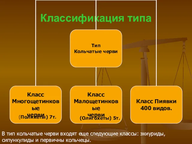 Классификация типа В тип кольчатые черви входят еще следующие классы: