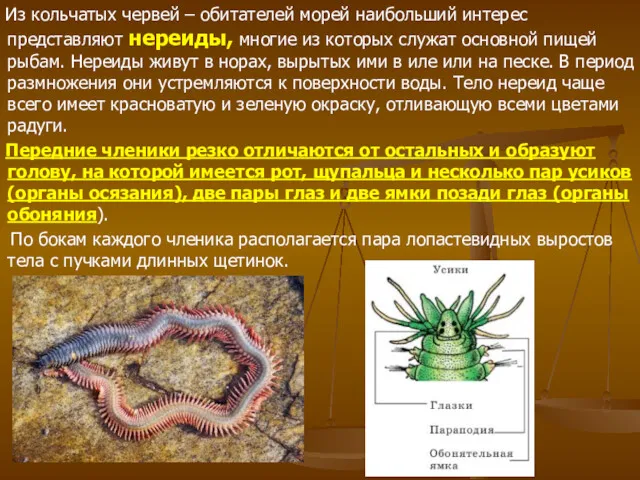 Из кольчатых червей – обитателей морей наибольший интерес представляют нереиды,