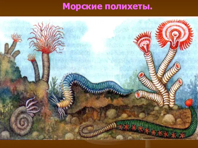 Морские полихеты.