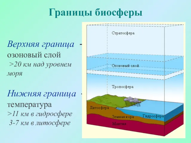 Границы биосферы Верхняя граница - озоновый слой >20 км над