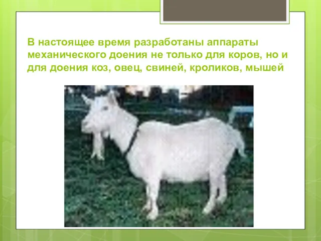 В настоящее время разработаны аппараты механического доения не только для