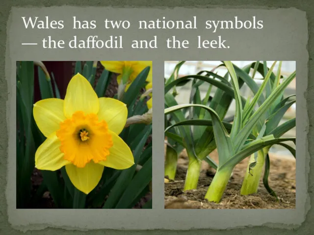 Wales has two national symbols — the daffodil and the leek.