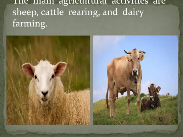 The main agricultural activities are sheep, cattle rearing, and dairy farming.