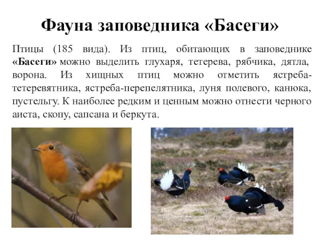 Птицы (185 вида). Из птиц, обитающих в заповеднике «Басеги» можно