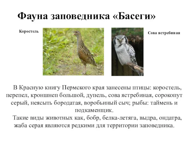 Фауна заповедника «Басеги» В Красную книгу Пермского края занесены птицы: